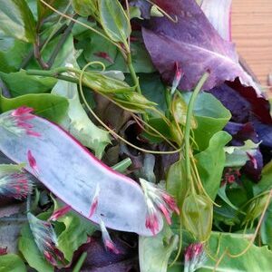 9.2 - The Farmer & The Chef Dinner Experience